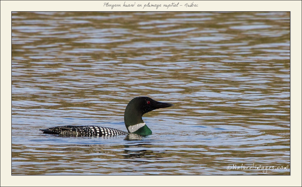 Metz 44 AF - 4C et 300 D-_mg_3666-naturelimages.com.jpg