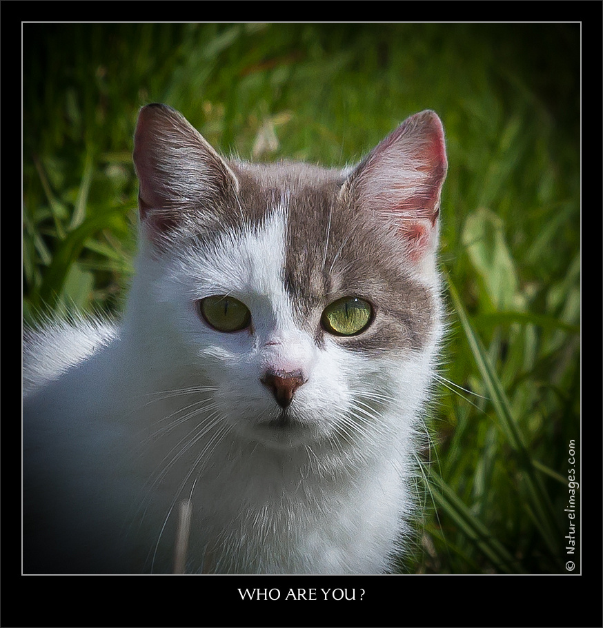 IMG 4894 naturelimages.com 3