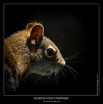 IMG 5154 naturelimages.com