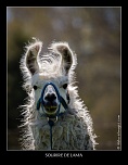 MG 4403 203 naturelimages.com