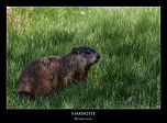 IMG 4670 naturelimages.com