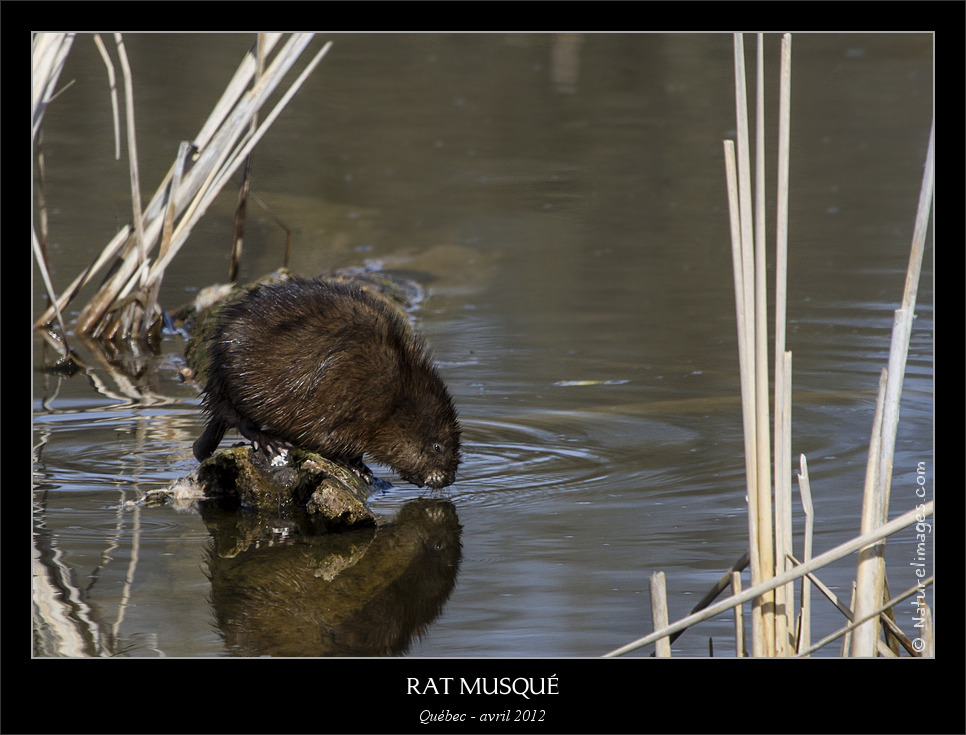 MG 4026 naturelimages.com