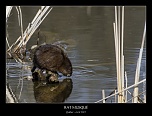 MG 4026 naturelimages.com
