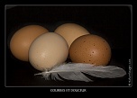 MG 8695 naturelimages.com