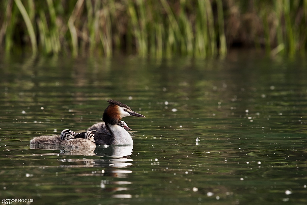 -grebes-1.jpg