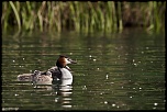 -grebes-1.jpg