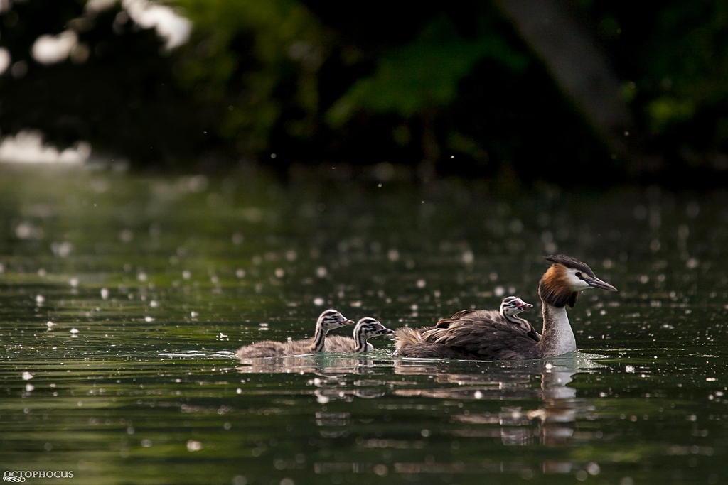 -grebes-2.jpg