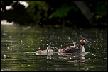 -grebes-2.jpg
