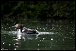 -grebes-3.jpg