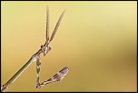 -img_3810.jpg