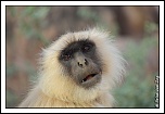 -singes-langurs-inde-017.jpg