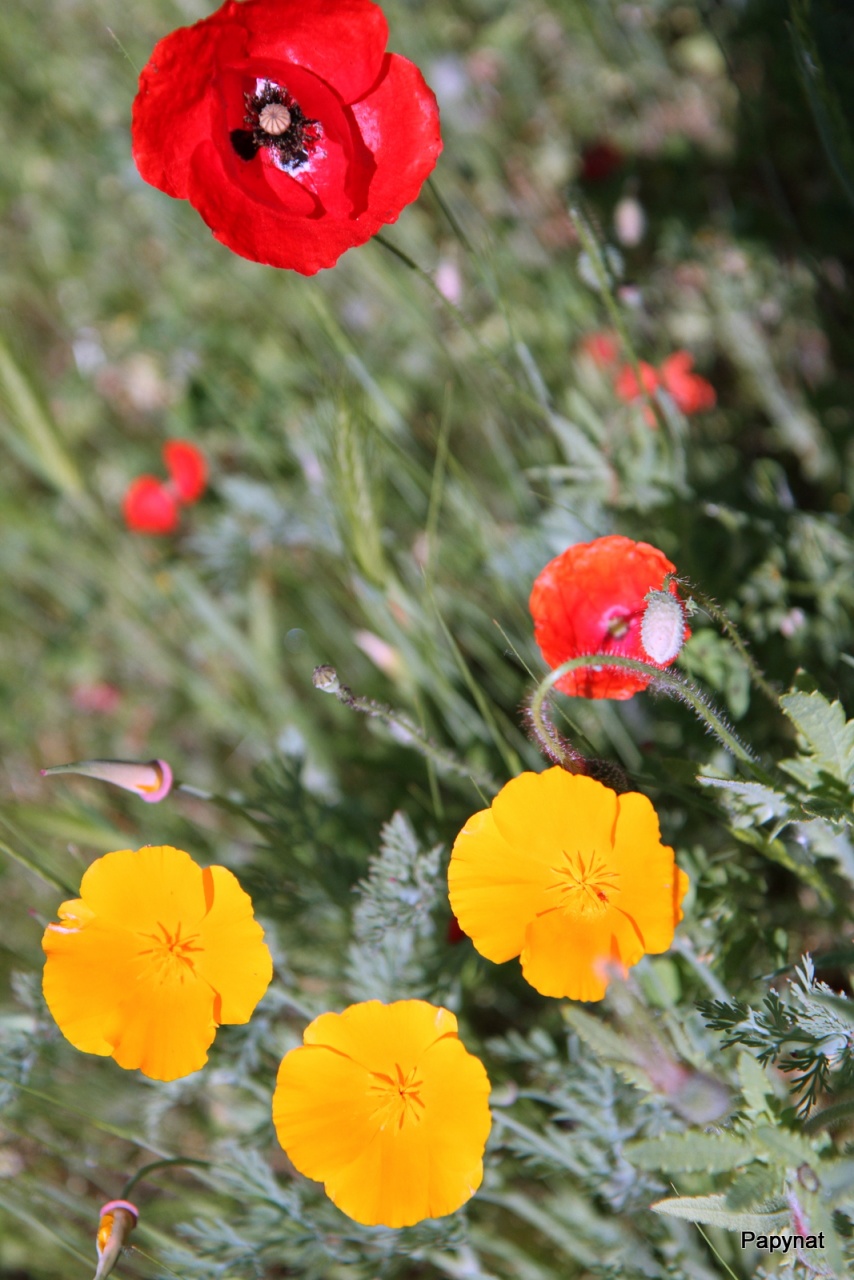 -img_3797.jpg