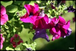 -img_3816.jpg