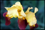 -img_3821.jpg