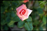 -img_3817.jpg