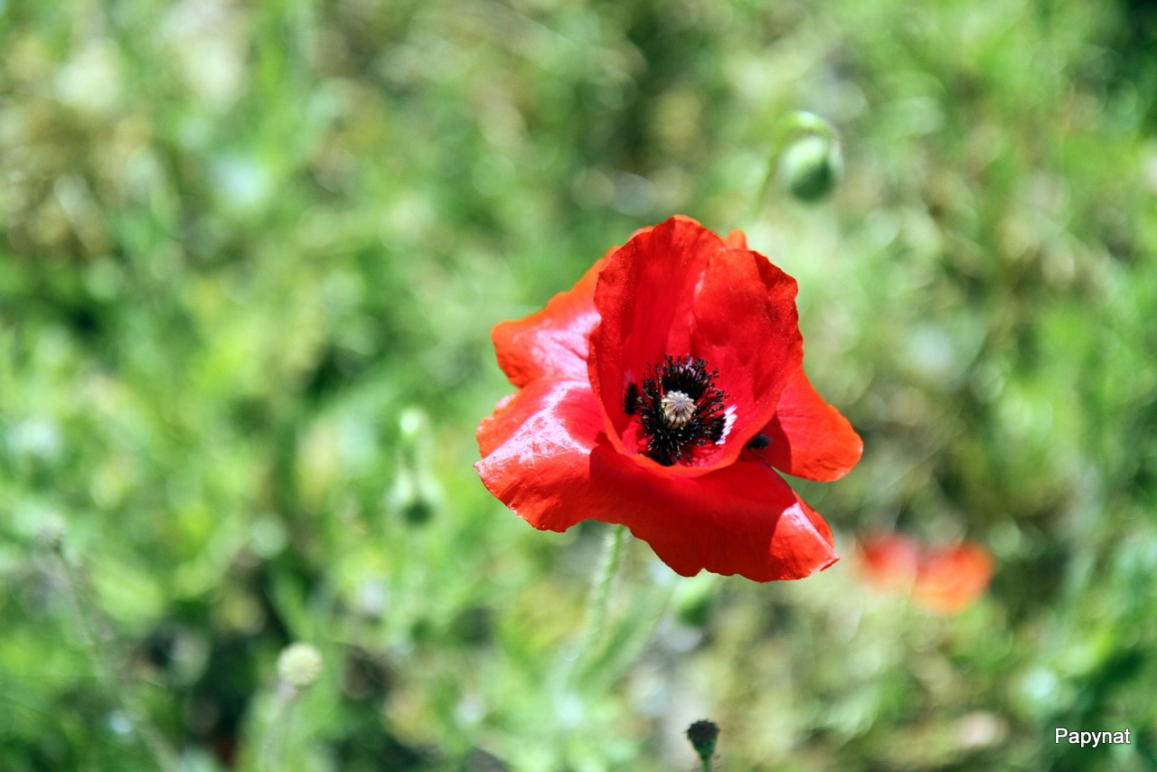 -img_3792.jpg