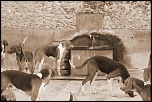concours-120407-chateauxdelaloire-img_0246.jpg