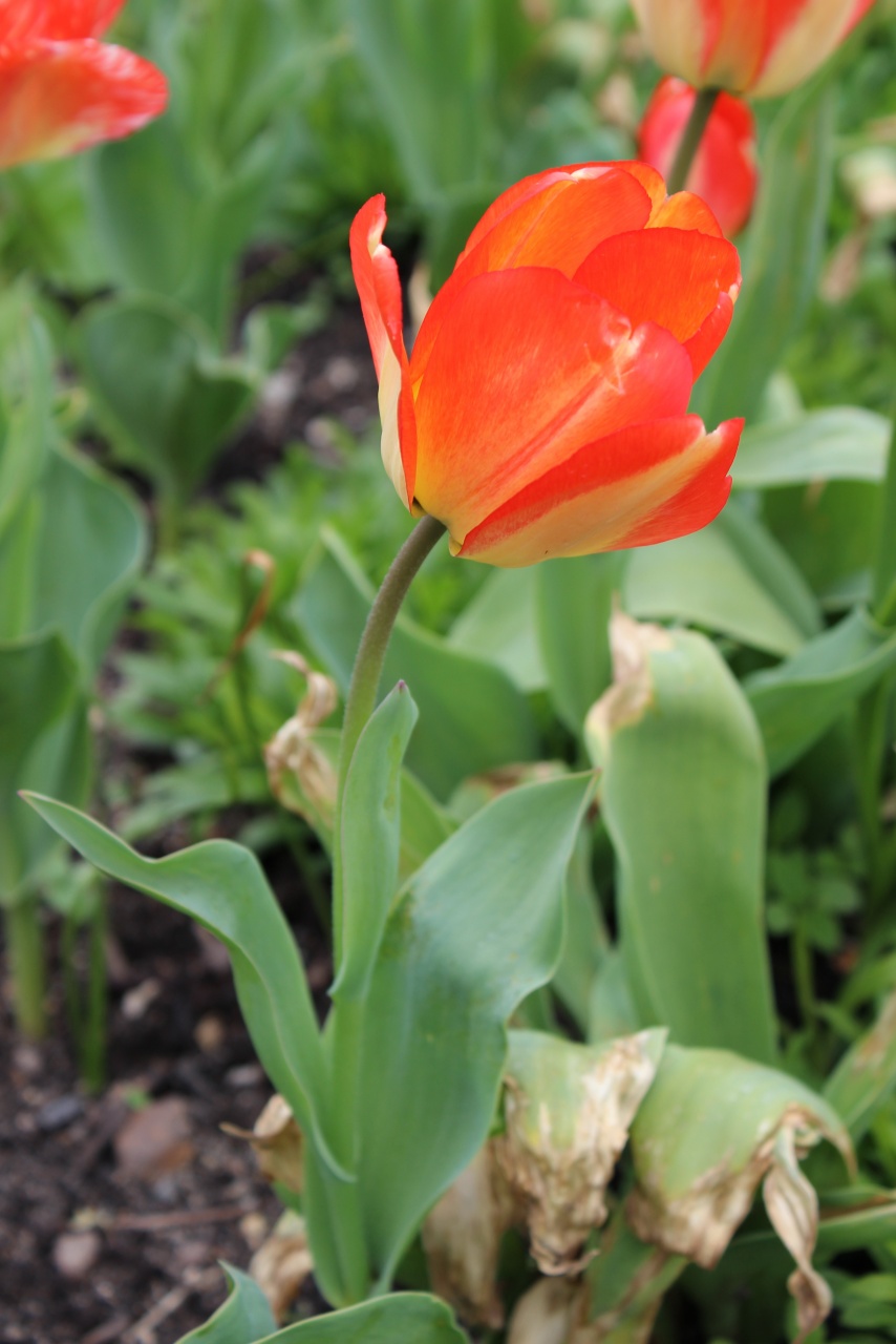 concours-120407-chateauxdelaloire-img_0098.jpg