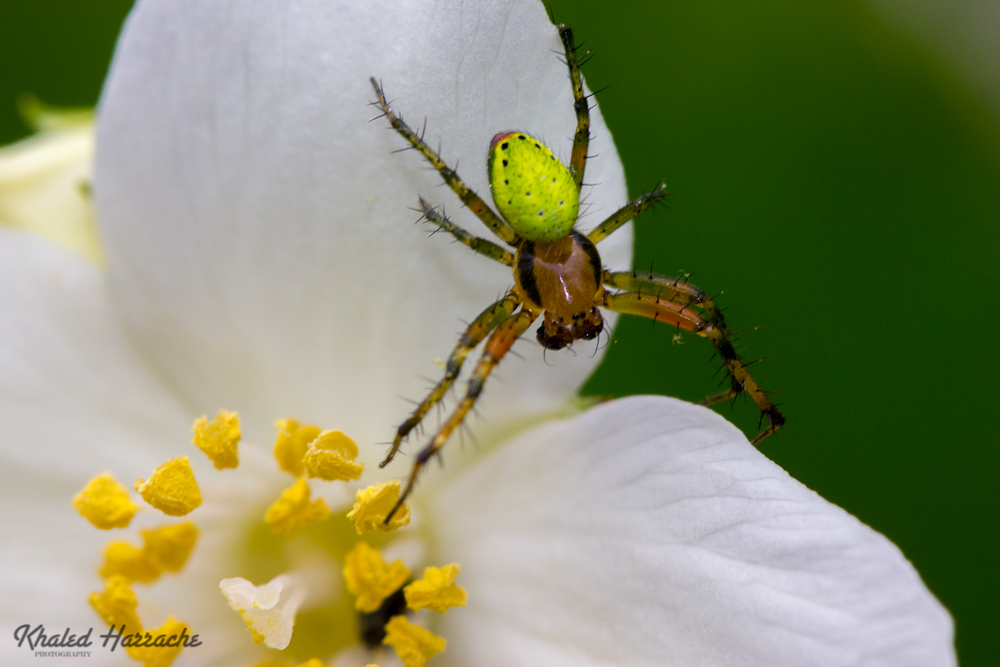 Explication sur mes collimateurs-araignee-courge-2.jpg