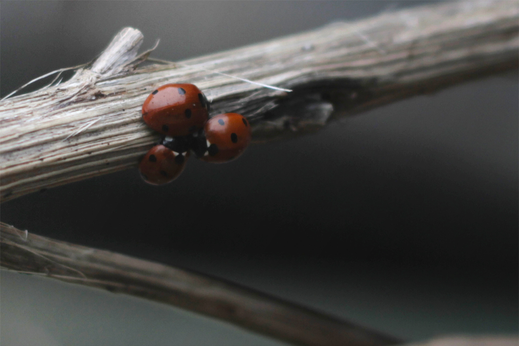 -2012-02-25_coccinella_septempunctata_2.jpg