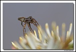 Pardosa sp. MG 2325 EOS