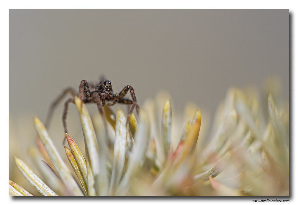 Pardosa sp. MG 2293 EOS