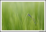 T4C9063