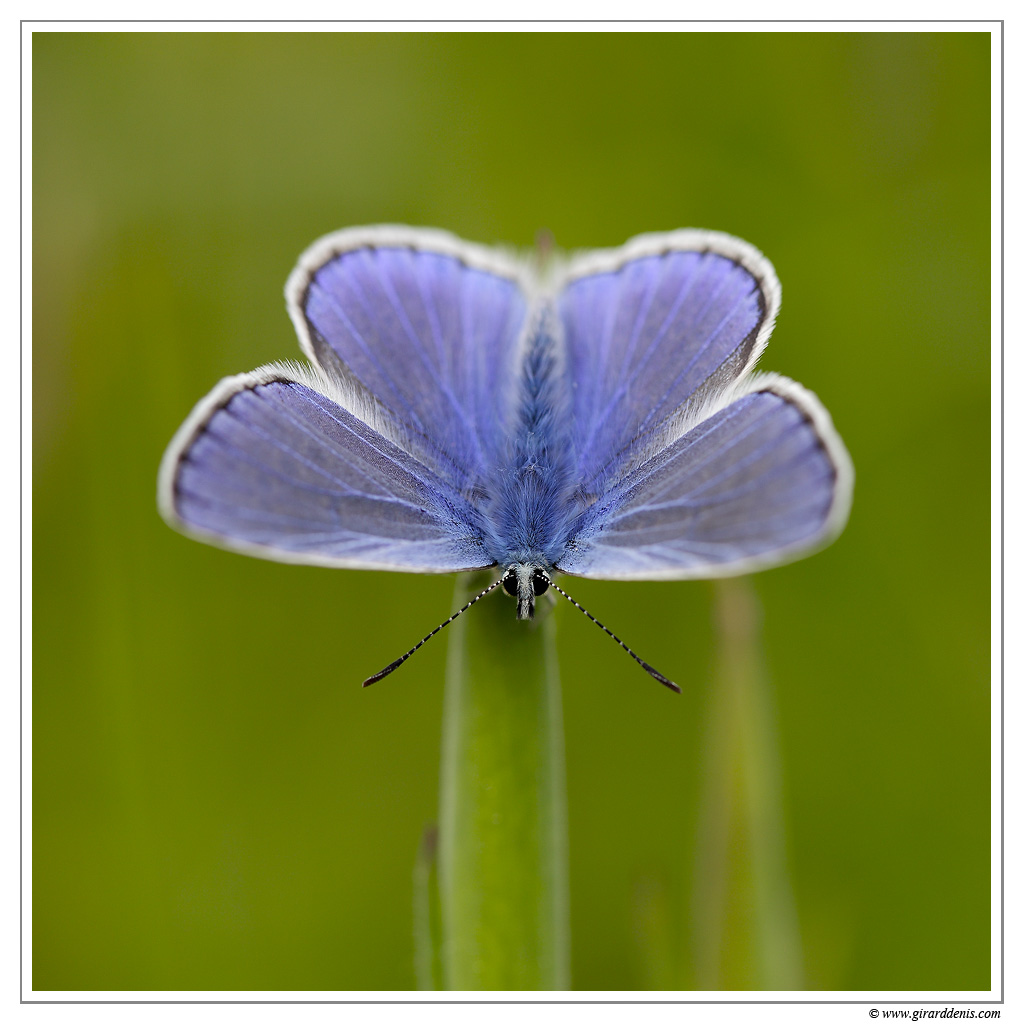 Azur commun mle (Polyommatus icarus) MG 7676 EOS