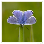 Azur commun mle (Polyommatus icarus) MG 7676 EOS