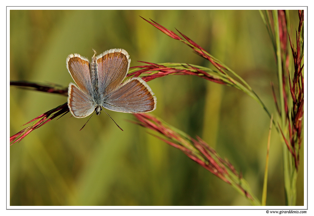 Petit argus (Plebejus argus) IMG 7545 EOS