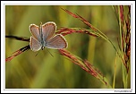 Petit argus (Plebejus argus) IMG 7545 EOS