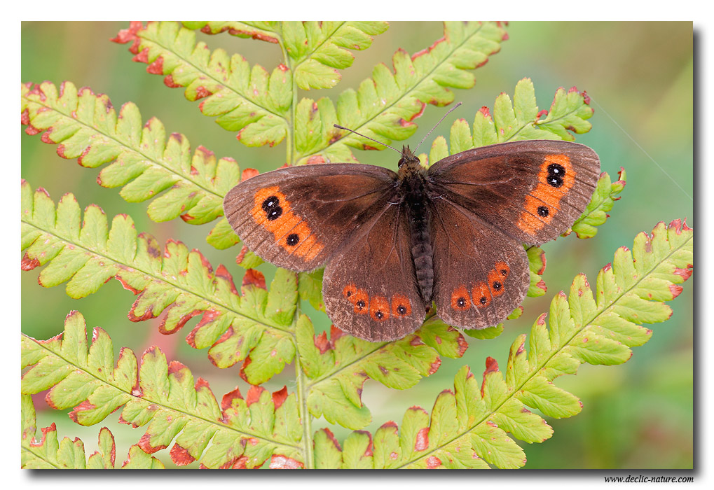 Moir sylvicole (Erebia aethiops ) IMG 7801 EOS