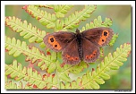 Moir sylvicole (Erebia aethiops ) IMG 7801 EOS