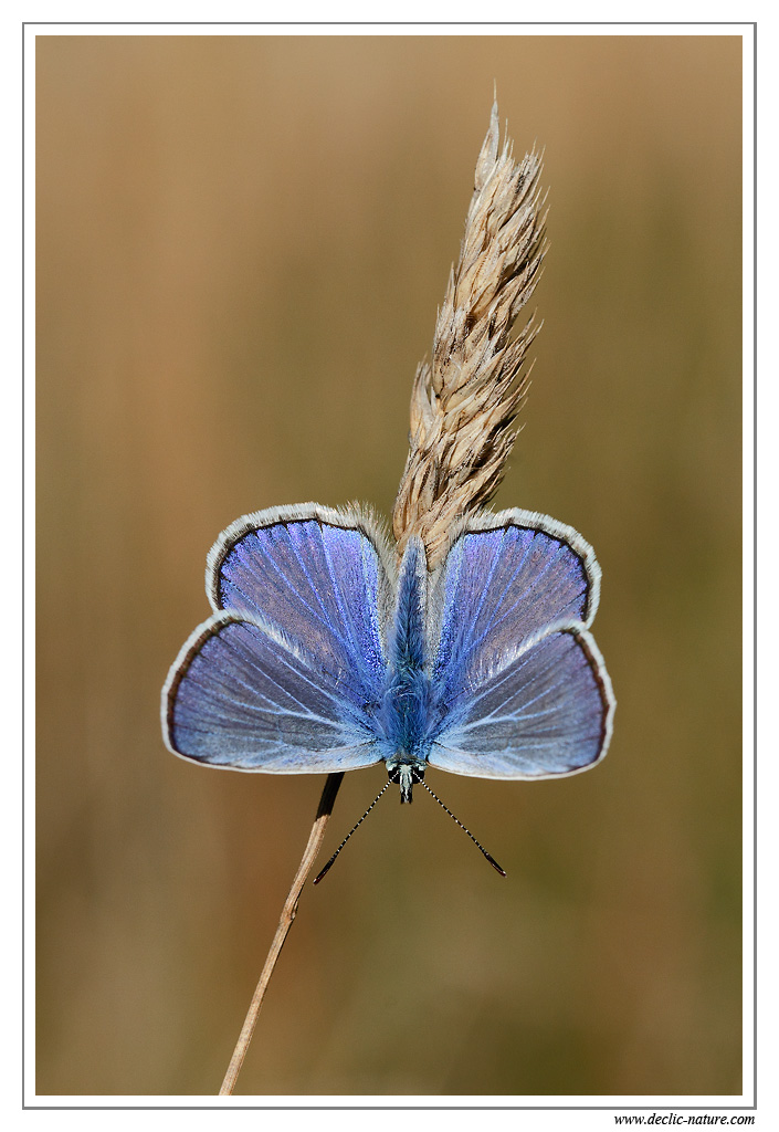 Azur commun (Polyommatus icarus) MG 7813 EOS