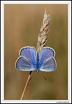 Azur commun (Polyommatus icarus) MG 7813 EOS