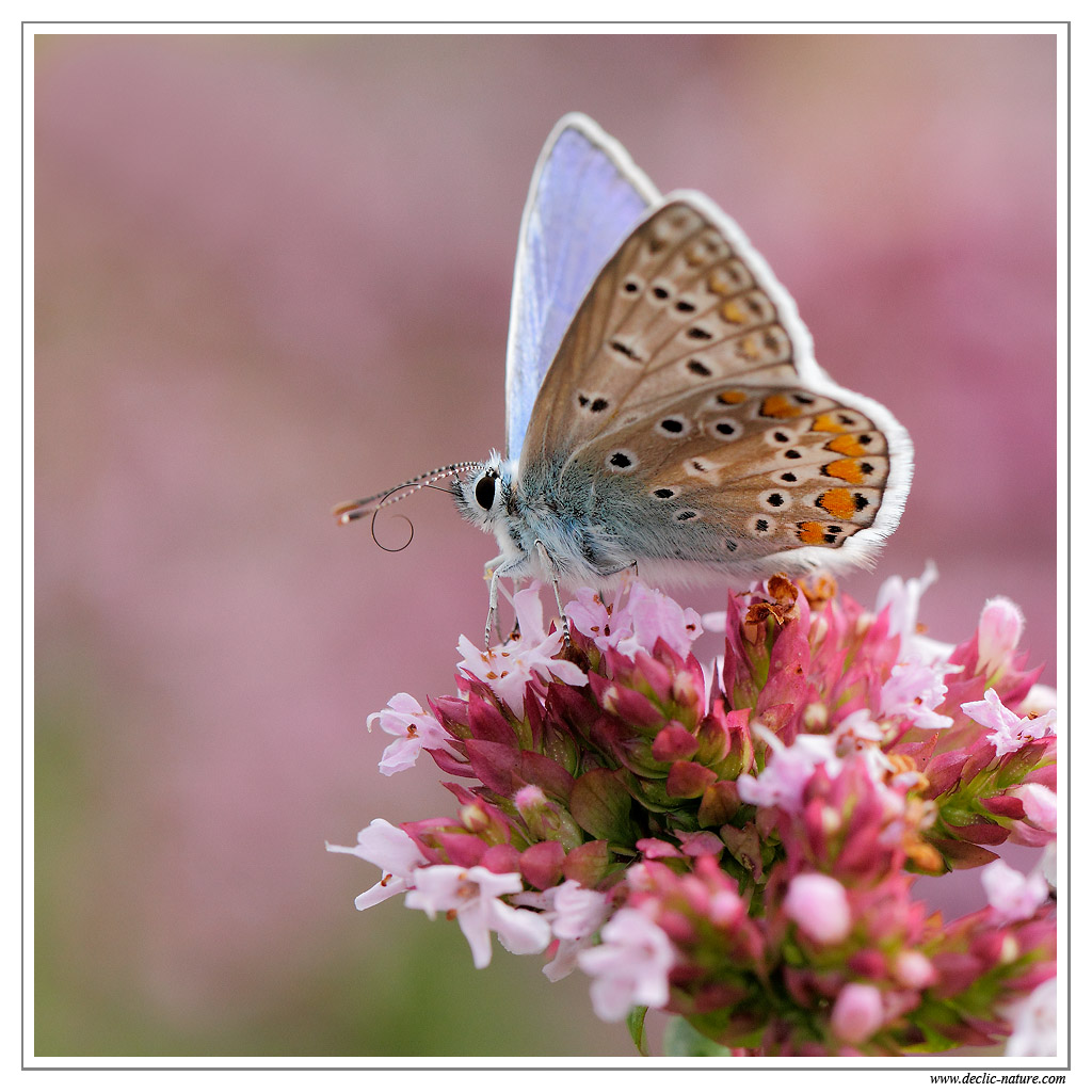 Azur commun mle (Polyommatus icarus) MG 6789 EOS