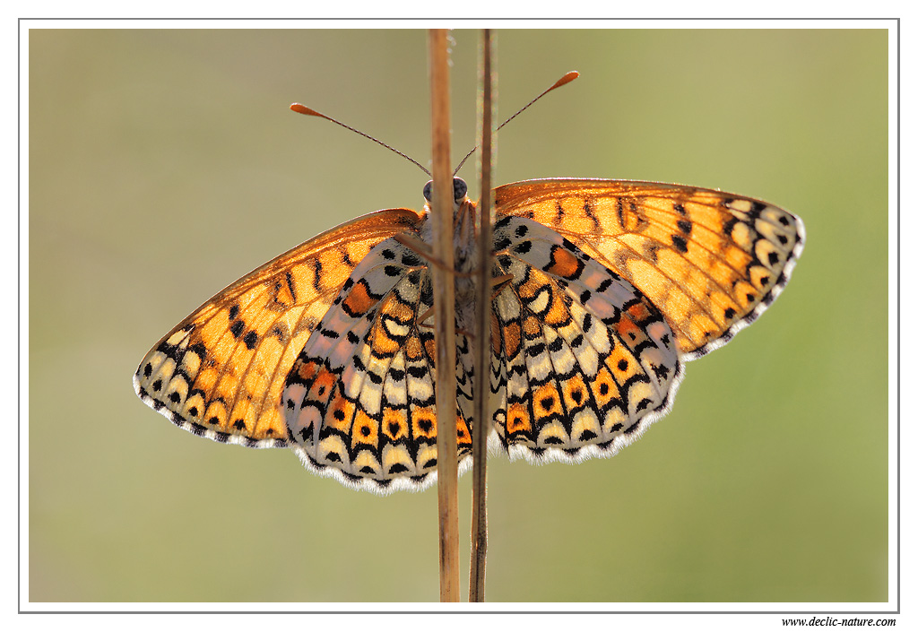 Mlite du plantain (Melitaea cinxia) MG 8124 EOS