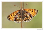 Mlite du plantain (Melitaea cinxia) MG 8124 EOS