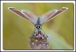 Azur commun femelle (Polyommatus icarus) MG 1021 EOS