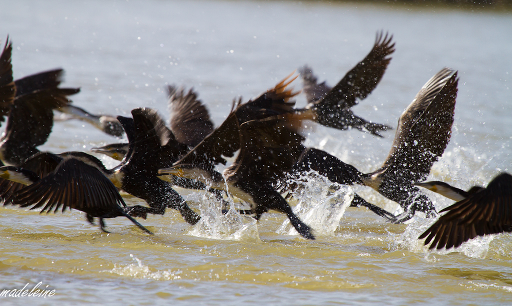 Tests d&#39;objectifs-envol-de-cormorans.jpg