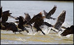 Tests d&#39;objectifs-envol-de-cormorans.jpg