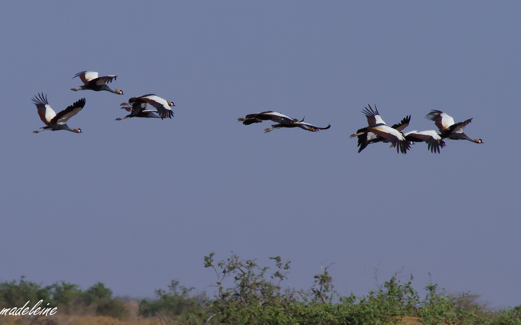 Tests d&#39;objectifs-vol-de-grues-couronnees.jpg