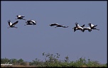 Tests d&#39;objectifs-vol-de-grues-couronnees.jpg