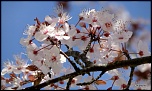 Printemps...!!