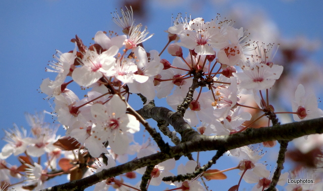 Printemps...!!