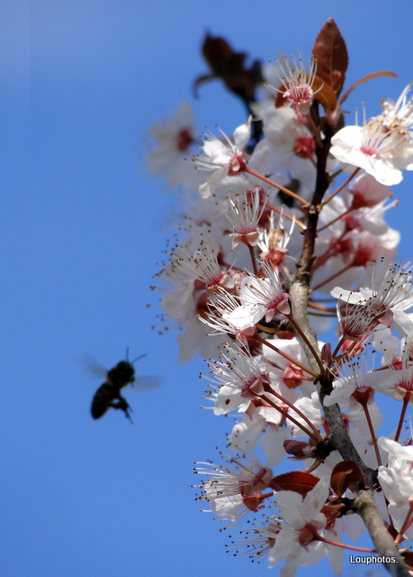 L'ombre de l'abeille...!