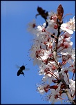 L'ombre de l'abeille...!