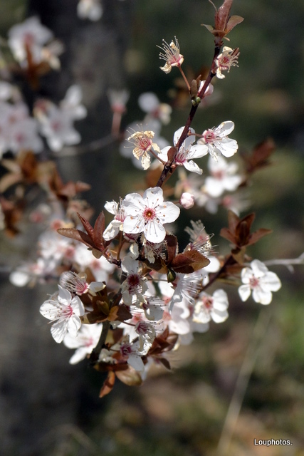 En fleurs..!!