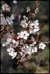 En fleurs..!!
