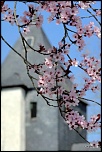 Printemps..!!